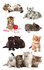 Avery AV-55971 Papieretiket Z-design Kids Pakje A 3 Vel Katten Foto_