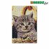SES Creative Beedz Art Strijkkralen Kitten 45.5x30 cm 7000 Stuks_