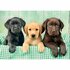 Clementoni High Quality Collection Puzzel Labrador Puppies 1000 Stukjes + Poster_