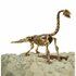 Dinobase Dino 3D Brachiosaurus Skelet_ Dinobase Dino 3D Brachiosaurus Skelet_